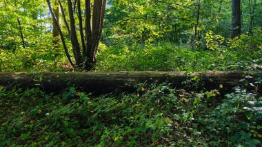 Devrilen ağaçlar ve yemyeşil ağaçlarla dolu sık bir orman..