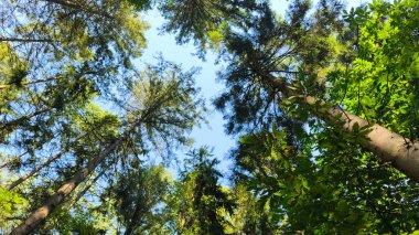 Mavi gökyüzüne karşı yemyeşil orman tepe örtüsünün görkemli manzarası.