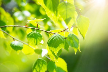 Huş ağacının yemyeşil yaprakları, güneşli bahar manzarası, doğal arka plan