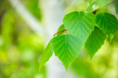 Huş ağacının yemyeşil yaprakları, güneşli bahar manzarası, doğal arka plan