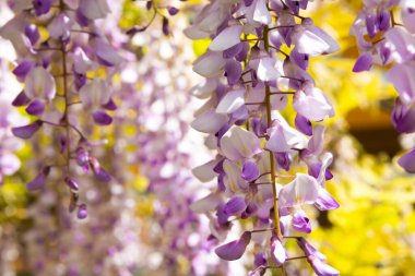 Wisteria ya da glisinia çiçekleri, bahar zamanı muhteşem çiçekleri
