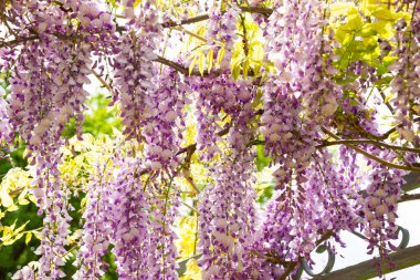 Wisteria ya da glisinia çiçekleri, bahar zamanı muhteşem çiçekleri