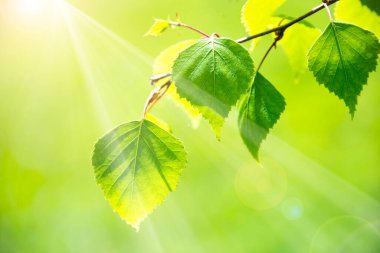 Huş ağacının yemyeşil yaprakları, güneşli bahar manzarası, doğal arka plan