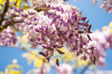 Wisteria ya da glisinia çiçekleri, bahar zamanı muhteşem çiçekleri