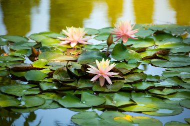 Güzel pembe su zambağı ya da nilüfer çiçeği gölde