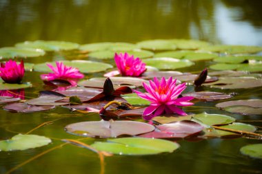 Güzel pembe su zambağı ya da nilüfer çiçeği gölde