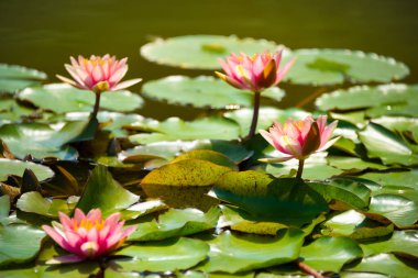 Güzel pembe su zambağı ya da nilüfer çiçeği gölde