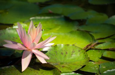Güzel pembe su zambağı ya da nilüfer çiçeği gölde