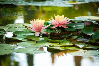 Güzel pembe su zambağı ya da nilüfer çiçeği gölde