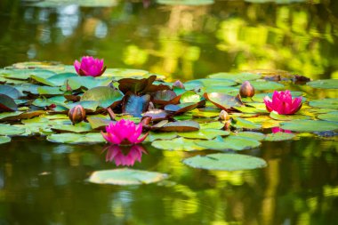 Güzel pembe su zambağı ya da nilüfer çiçeği gölde