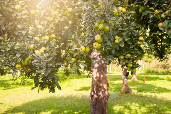 Taze Elmalı Elma Ağacı — Stok fotoğraf