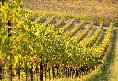 Sonbaharda güneşten yanan üzüm bağları ve şaraphaneler