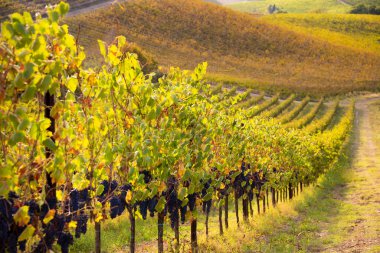 Sonbaharda güneşten yanan üzüm bağları ve şaraphaneler