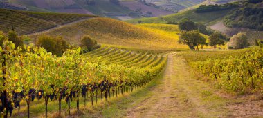 Sonbaharda güneşten yanan üzüm bağları ve şaraphaneler