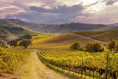 Sonbaharda güneşten yanan üzüm bağları ve şaraphaneler