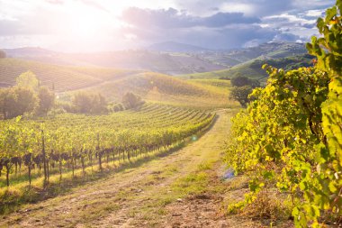 Sonbaharda güneşten yanan üzüm bağları ve şaraphaneler