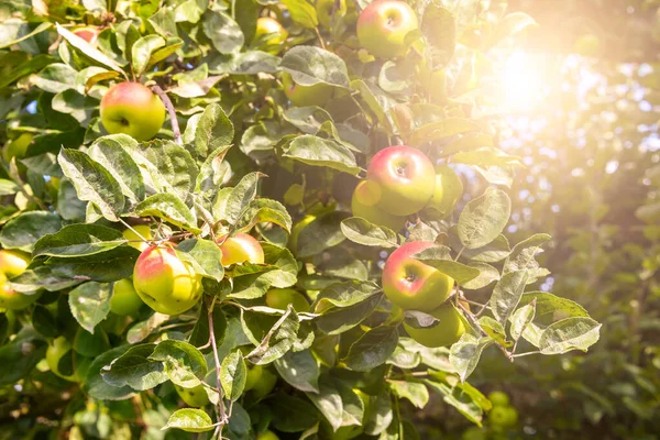 Apple Tree Fresh Ripe Apples — Stock Photo, Image