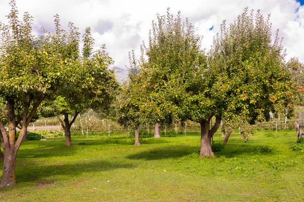 Almafa Friss Érett Almával — Stock Fotó