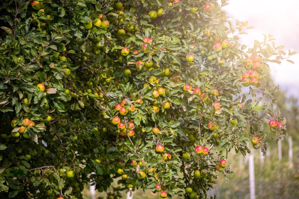 Apple Tree Fresh Ripe Apples — Stock Photo, Image