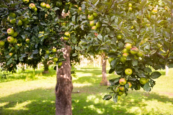 Apple Tree Fresh Ripe Apples — Stock Photo, Image