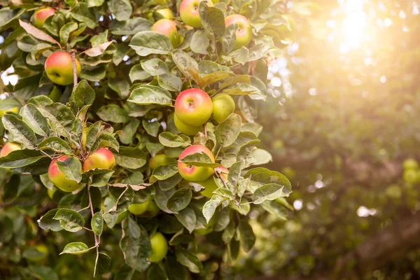 Apple Tree Fresh Ripe Apples — Stock Photo, Image