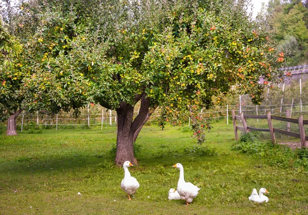 Manzano Con Manzanas Frescas Maduras — Foto de Stock