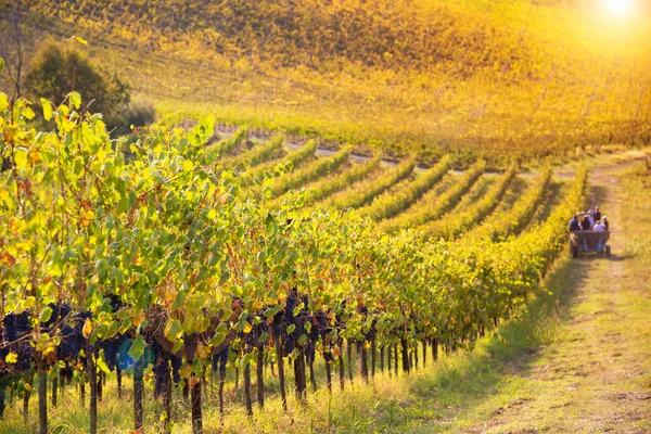 Viñedos Bodega Otoño Iluminados Por Sol — Foto de Stock