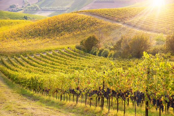 Viñedos Bodega Otoño Iluminados Por Sol —  Fotos de Stock