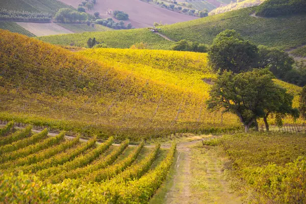 Viñedos Bodega Otoño Iluminados Por Sol —  Fotos de Stock