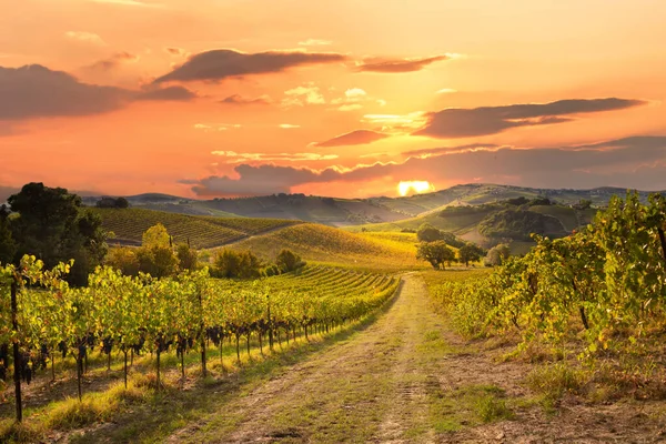 Vineyards and winery in fall lit by sun