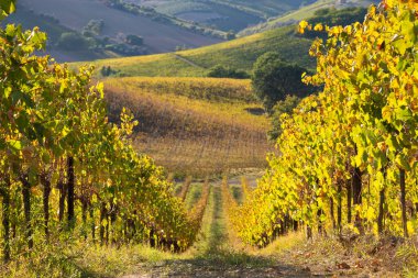 Vadideki üzüm bağları ve şaraphaneler, tarım ve şarap erdemi