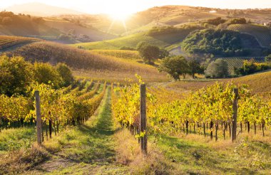 Vadideki üzüm bağları ve şaraphaneler, tarım ve şarap erdemi