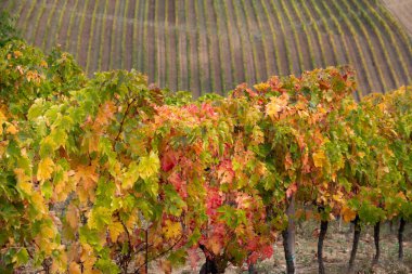Vadideki üzüm bağları ve şaraphaneler, tarım ve şarap erdemi