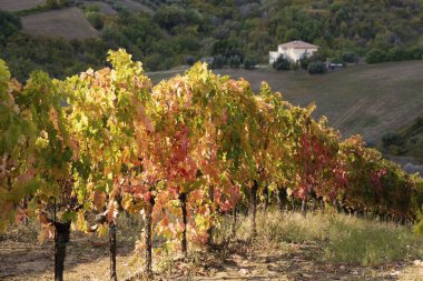 Vadideki üzüm bağları ve şaraphaneler, tarım ve şarap erdemi