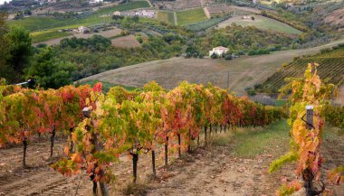 Vadideki üzüm bağları ve şaraphaneler, tarım ve şarap erdemi