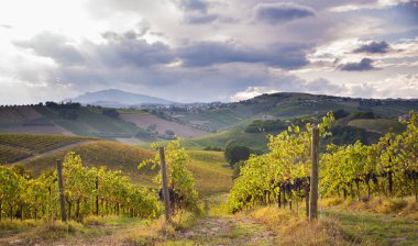 Vadideki üzüm bağları ve şaraphaneler, tarım ve şarap erdemi