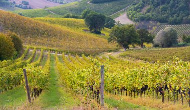 Vadideki üzüm bağları ve şaraphaneler, tarım ve şarap erdemi