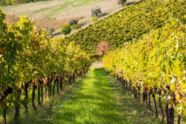 Vadideki üzüm bağları ve şaraphaneler, tarım ve şarap erdemi