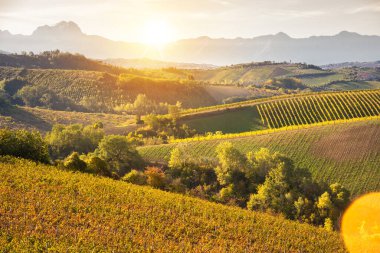 Vadideki üzüm bağları ve şaraphaneler, tarım ve şarap erdemi
