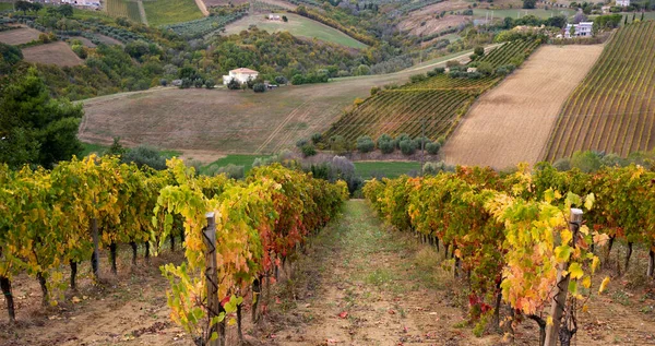 Vadideki üzüm bağları ve şaraphaneler, tarım ve şarap erdemi