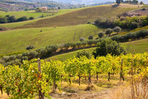 Vigneti Cantine Una Valle Agricoltura Produzione Vino — Foto Stock