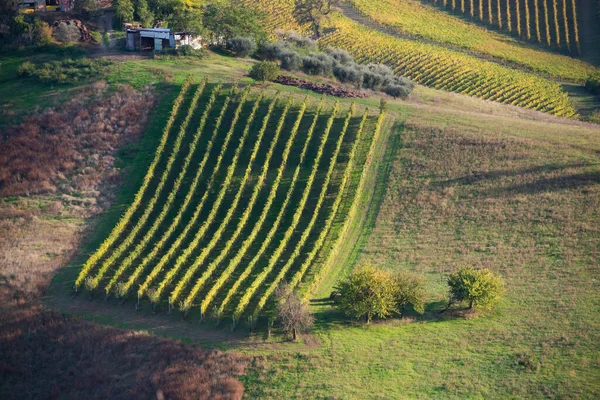 Tepelerdeki Üzüm Bağları Şaraphaneler Tarım Şarap Ihtiyatı — Stok fotoğraf