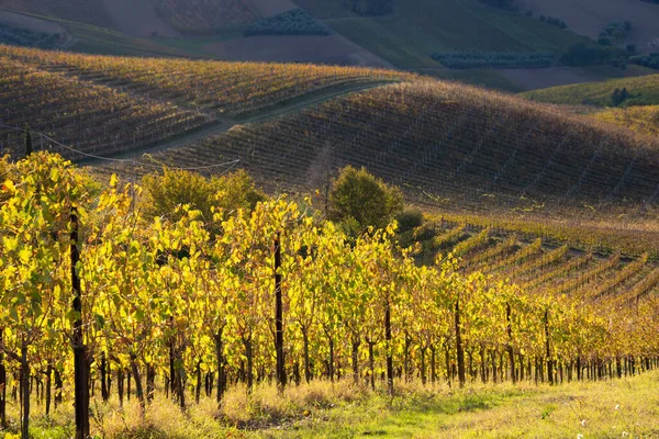 Viñedos Bodega Valle Agricultura Producción Vino — Foto de Stock