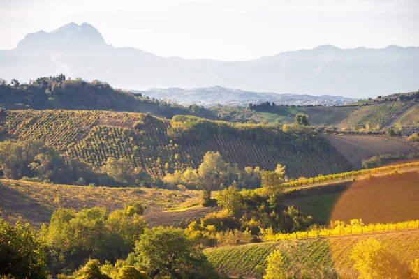 Vigneti Cantine Una Valle Agricoltura Produzione Vino — Foto Stock