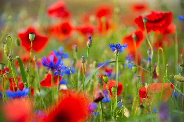 Blühende Mohnfelder Und Andere Blumen Sommer — Stockfoto