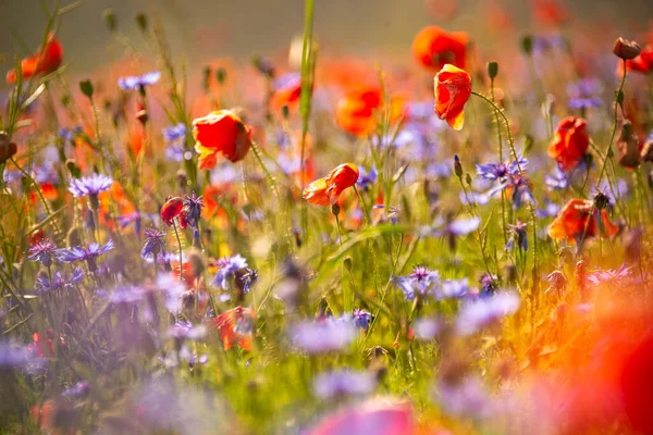 Blühende Mohnfelder Und Andere Blumen Sommer — Stockfoto