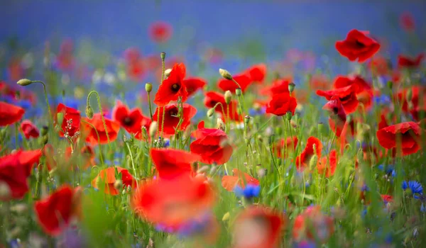 Campo Amapolas Flor Otras Flores Verano — Foto de Stock