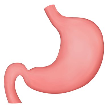 Mide gerçekçiliğinin temsili. Tıp broşürleri veya ders kitapları için unsur.