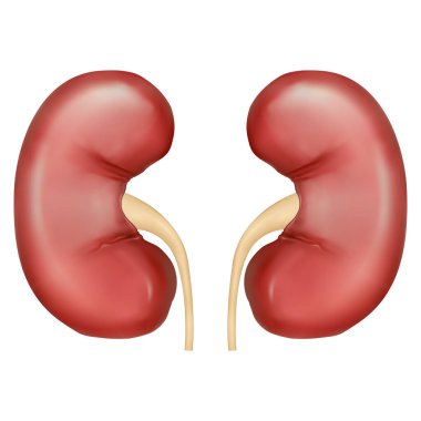 Beyaz arka planda izole edilmiş böbreklerin ve idrar yollarının gerçekçi temsili.