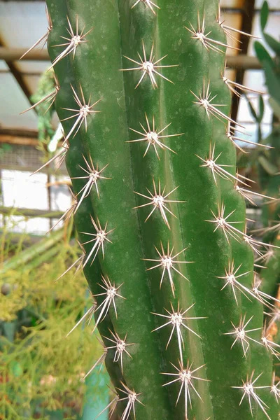 Pohon Berduri Hijau Cactus Decorative Tanaman Kebun Botani — Stok Foto